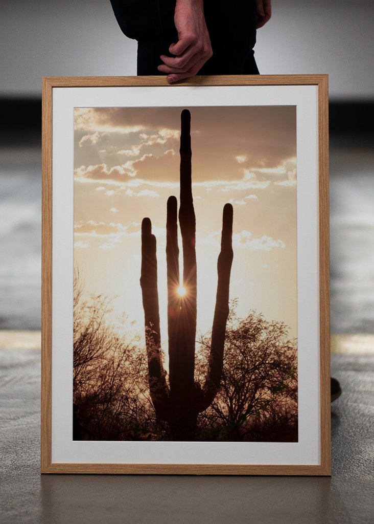 Between the cactus, the Light