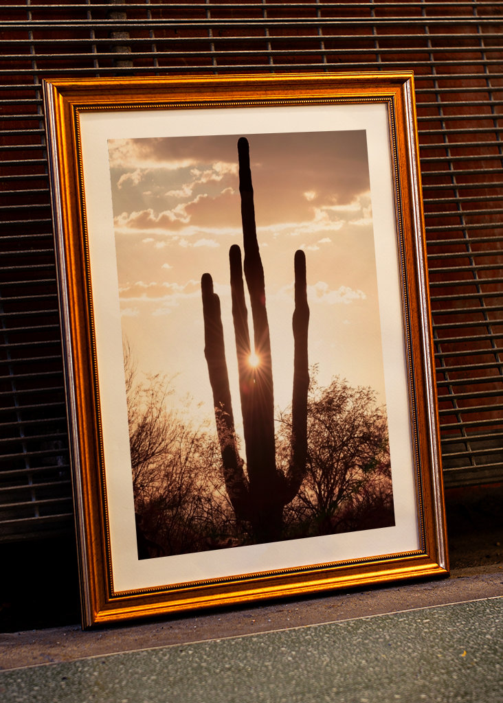 Between the cactus, the Light