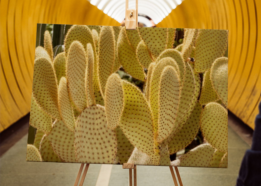 Yellow Nopal Cactus