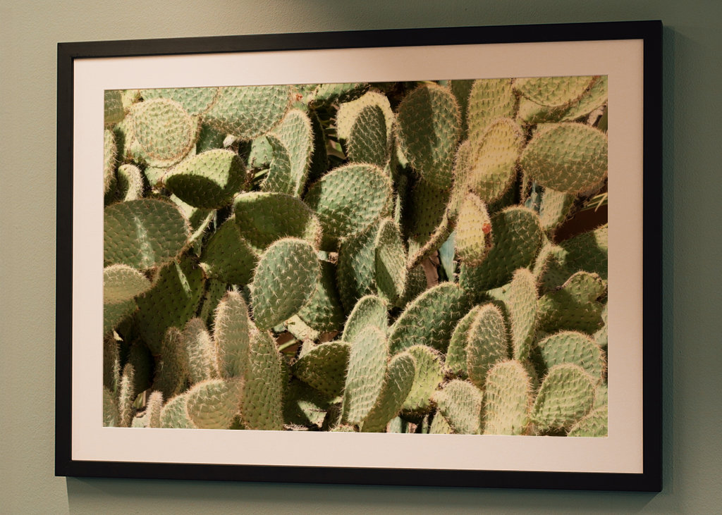 Nopal Opuntia-kaktus