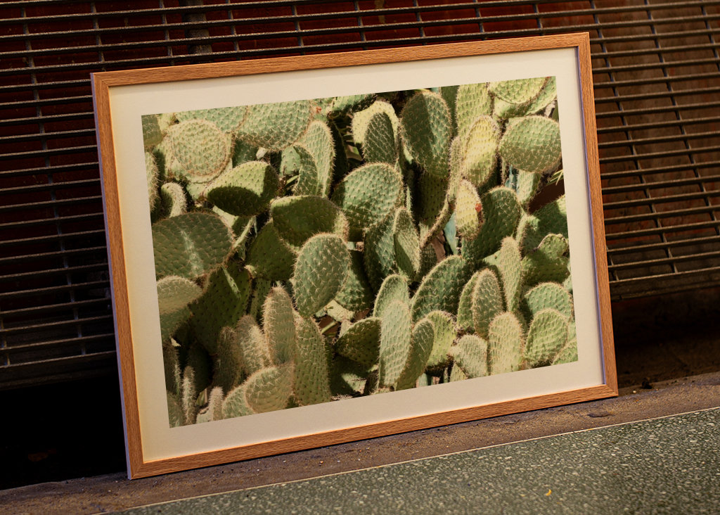 Nopal Opuntia-kaktus