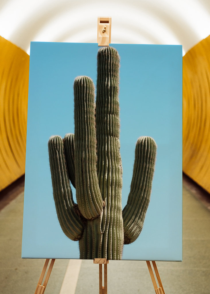 Velký kaktus Saguaro