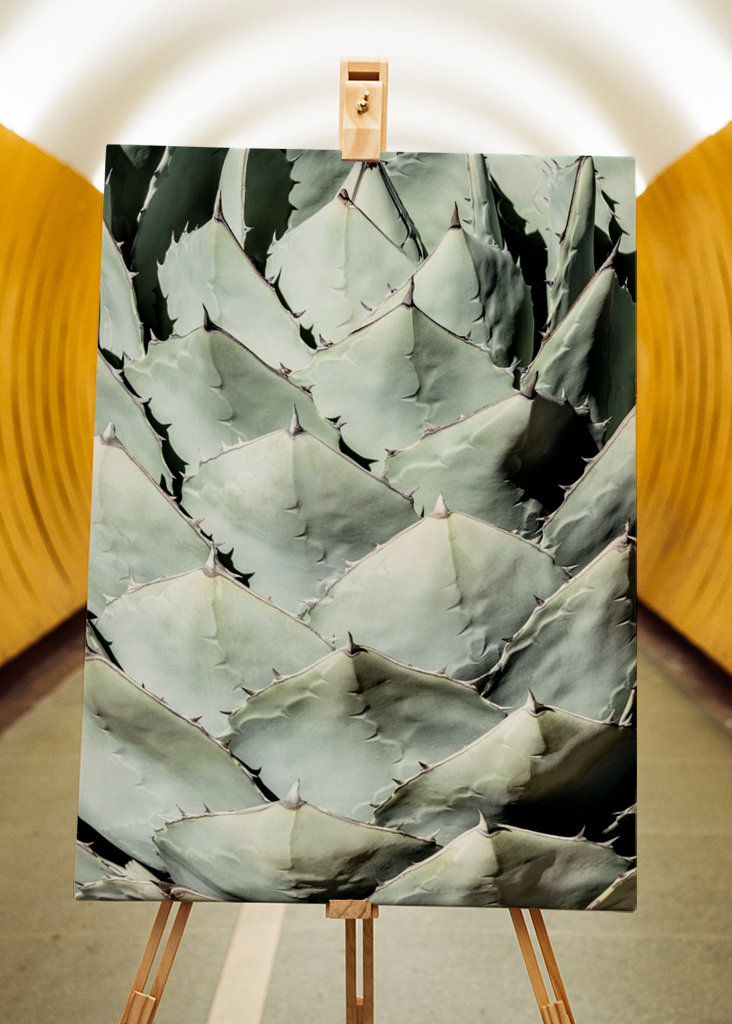 Agave Leaves