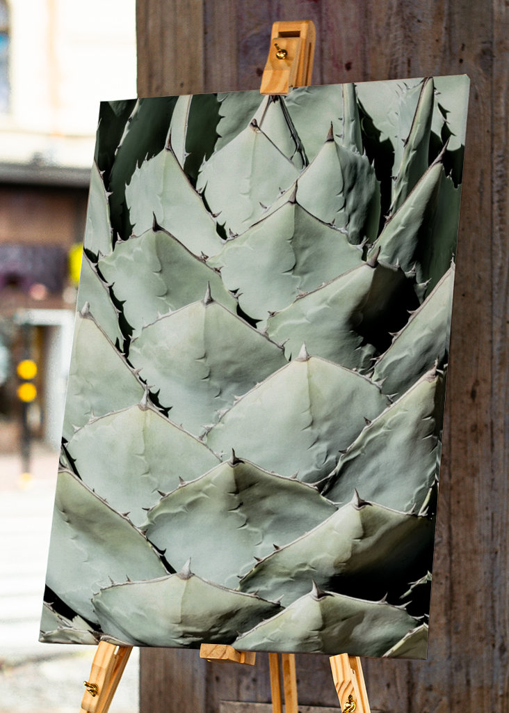 Agave Leaves