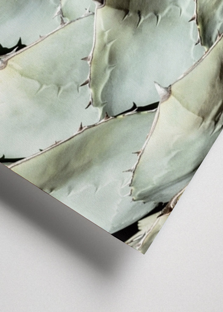 Agave Leaves