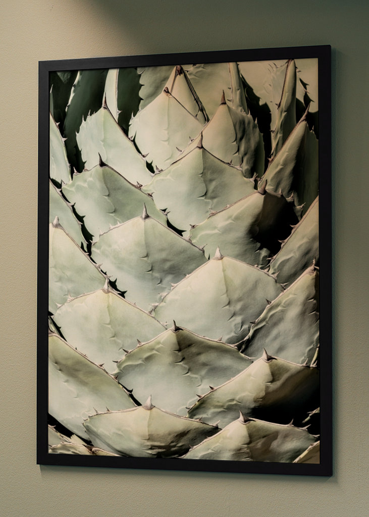 Agave Leaves