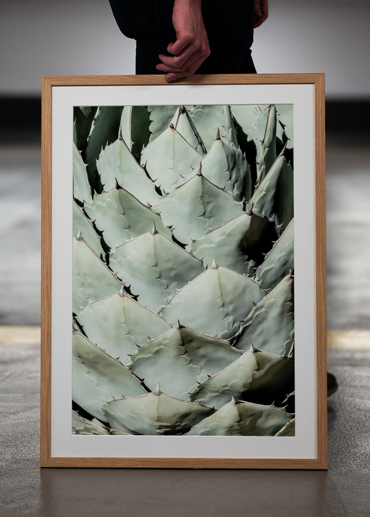Agave Leaves