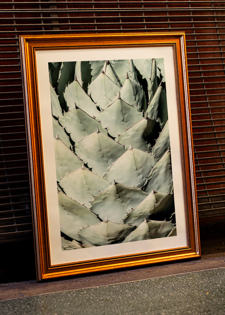Agave Leaves