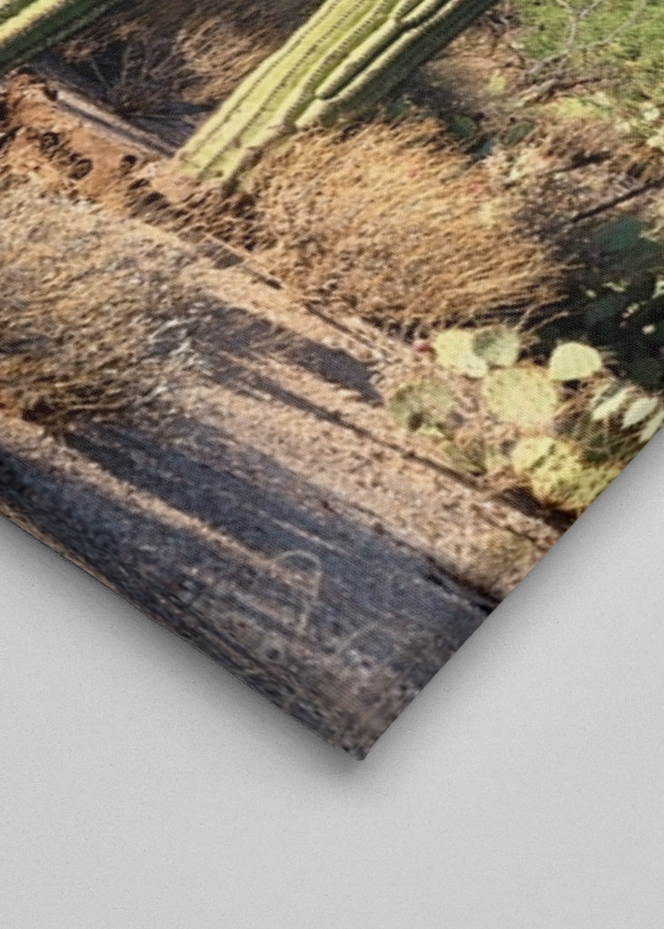 Saguaro Cacti Family