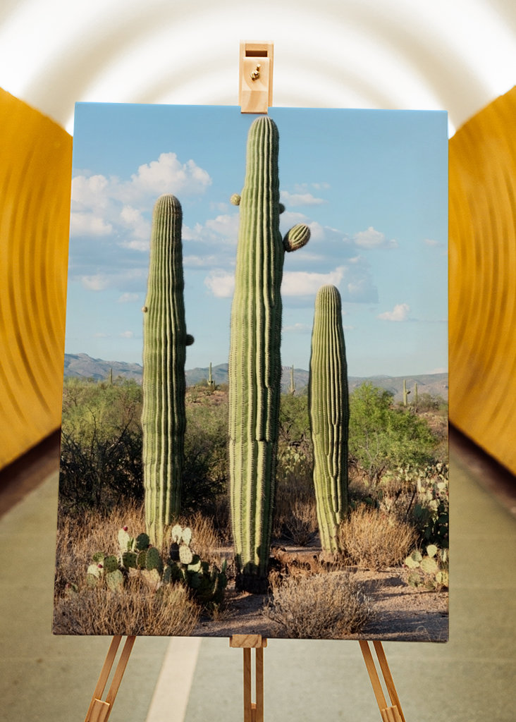 Saguaro Cacti Family
