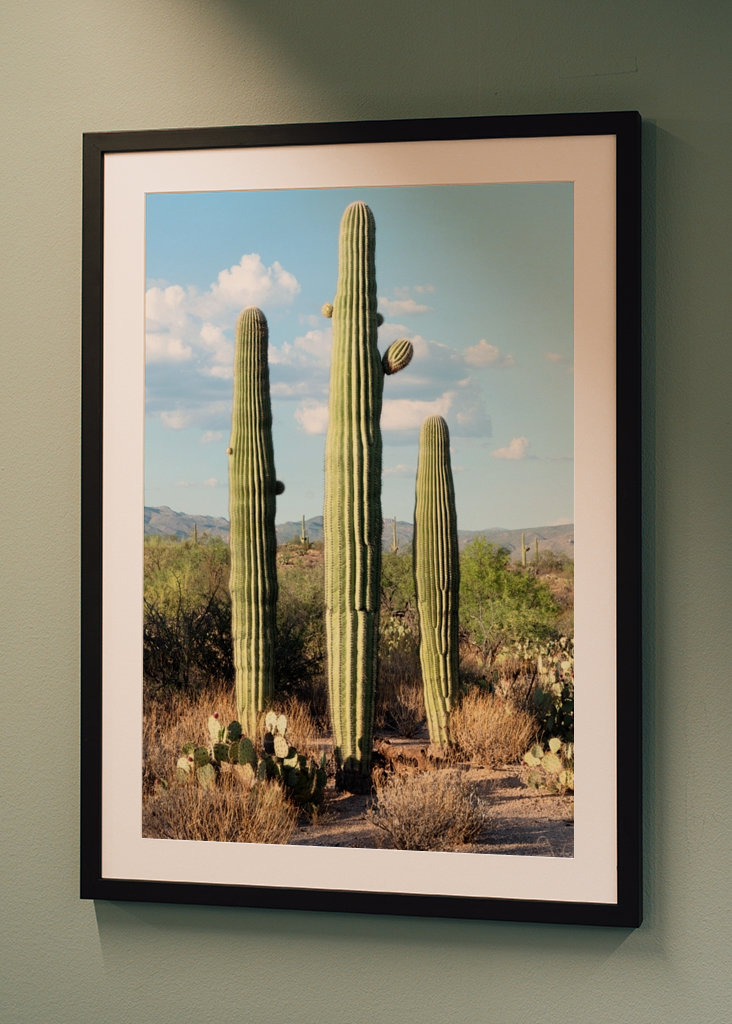 Saguaro Cacti Family