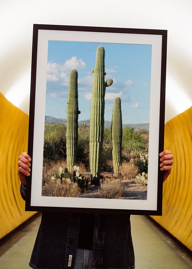 Saguaro Cacti Family