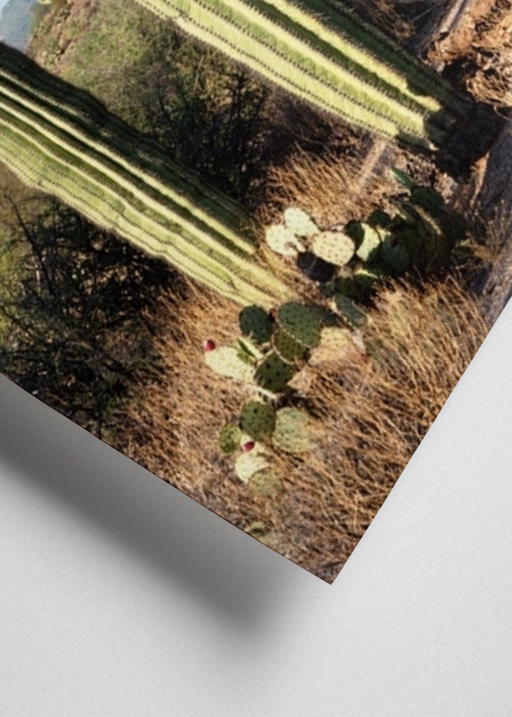 Saguaro Cacti Family