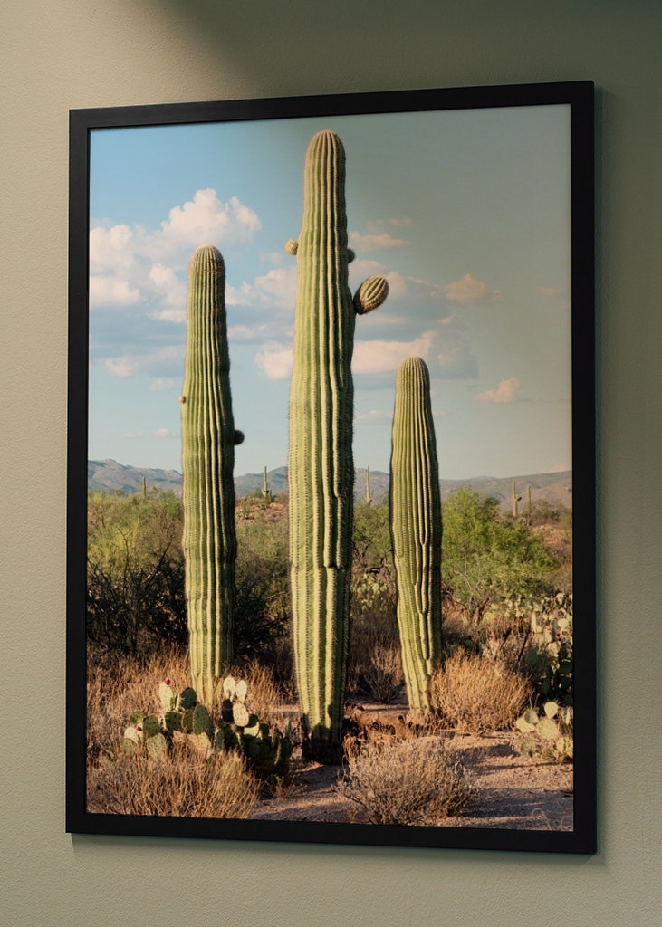 Saguaro Cacti Family
