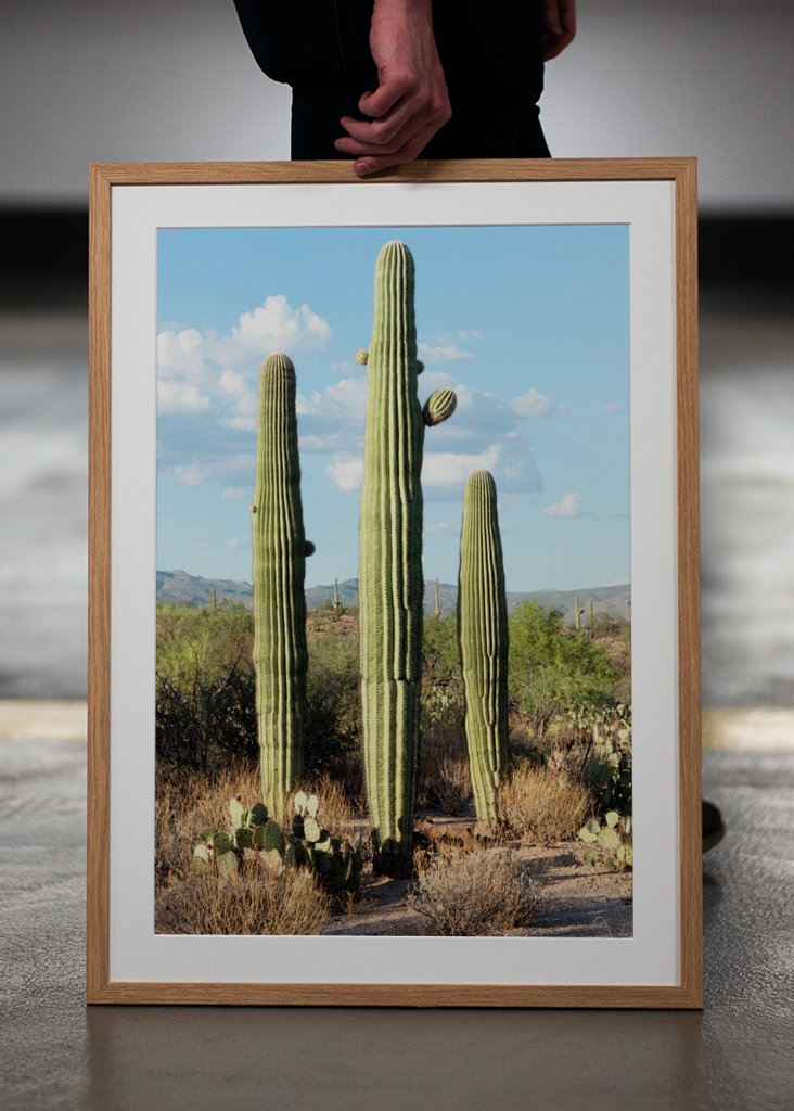 Saguaro Cacti Family