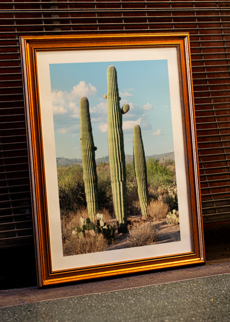 Saguaro Cacti Family