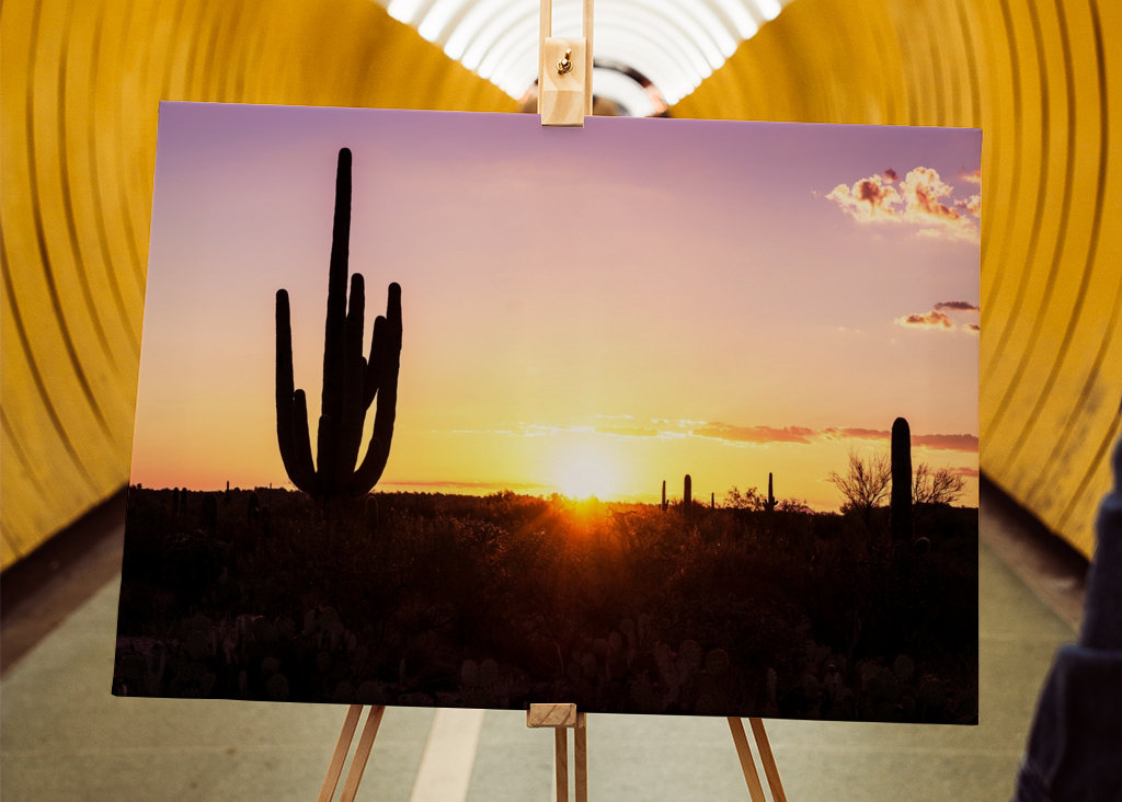 Shadows Cactus Sunset