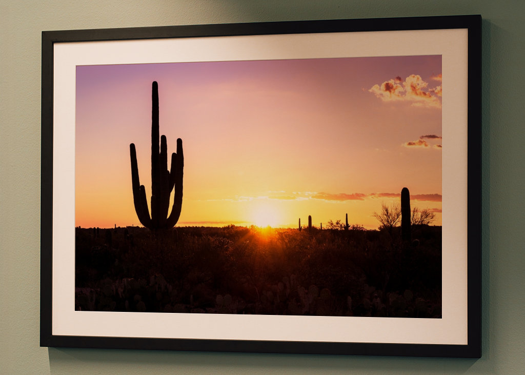 Shadows Cactus Sunset