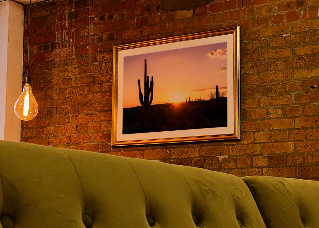 Shadows Cactus Sunset