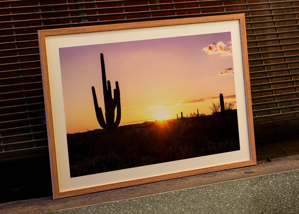 Shadows Cactus Sunset