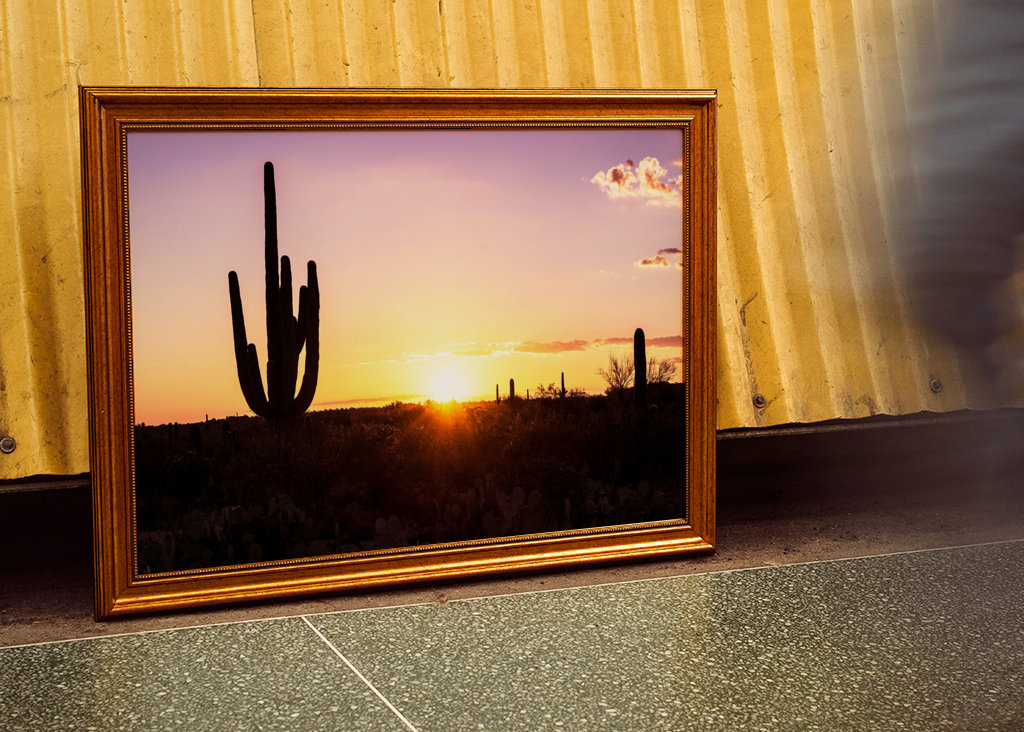Shadows Cactus Sunset