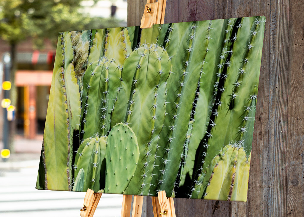 Family Green Cacti