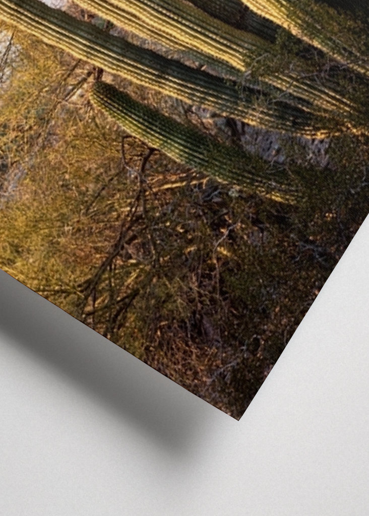 Pouštní západ slunce Příroda