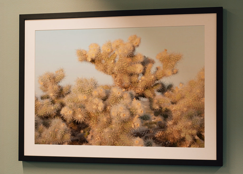 Cholla Sunset