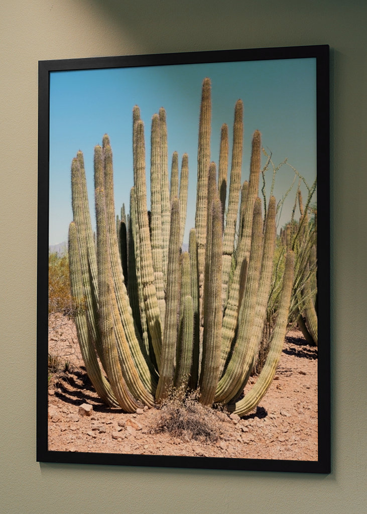 Velký pouštní kaktus