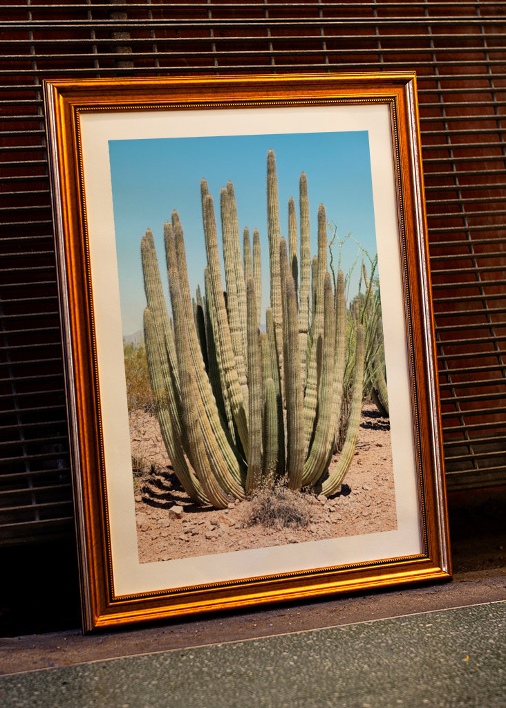 Velký pouštní kaktus