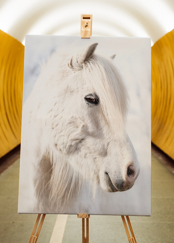 Porträt eines weißen Islandpferdes