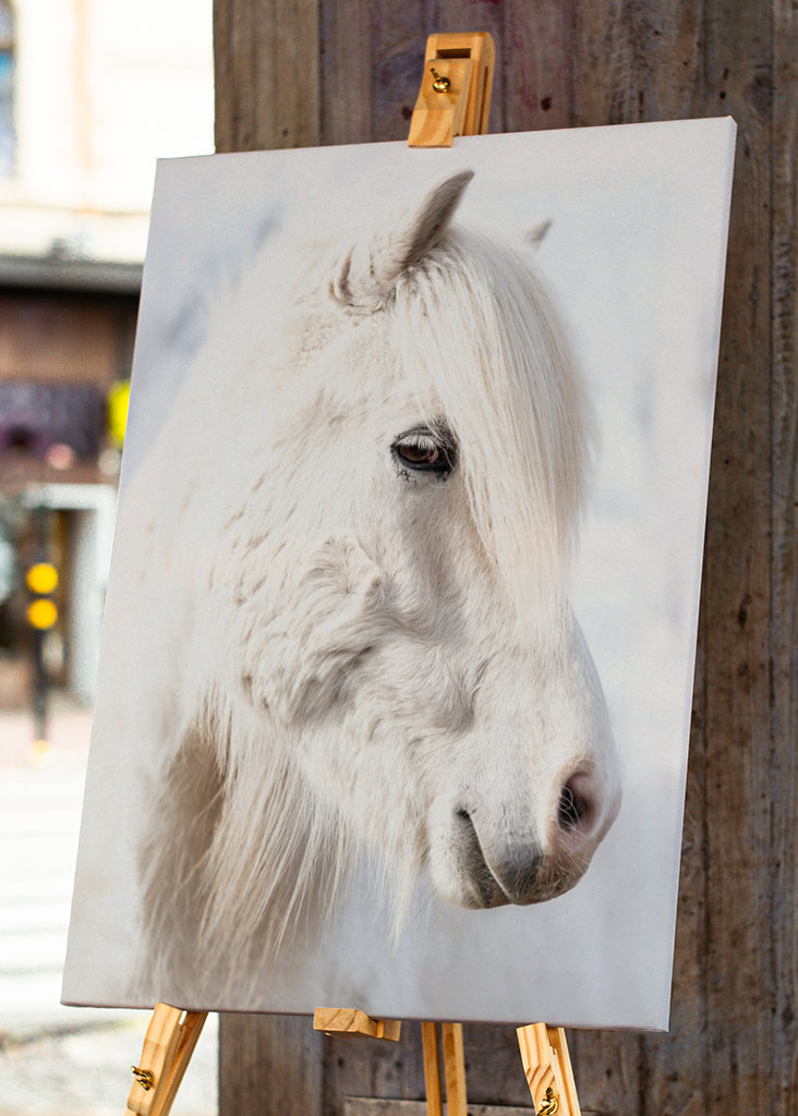 Porträt eines weißen Islandpferdes