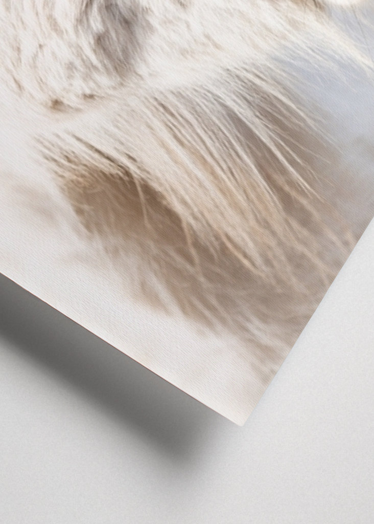 Porträt eines weißen Islandpferdes