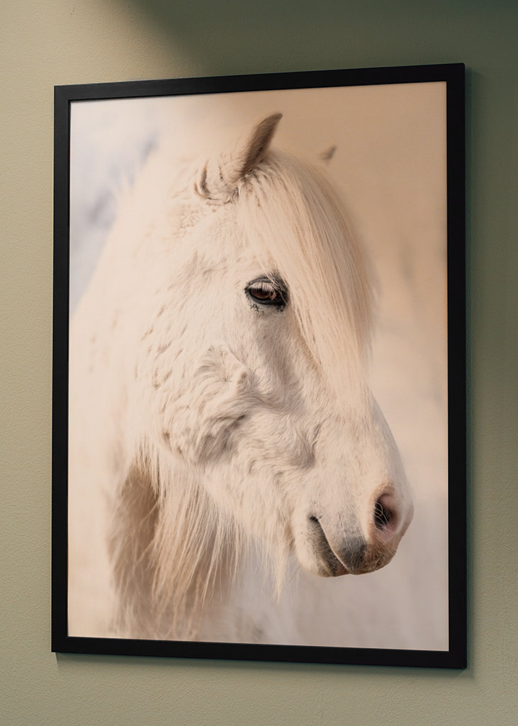 Porträt eines weißen Islandpferdes
