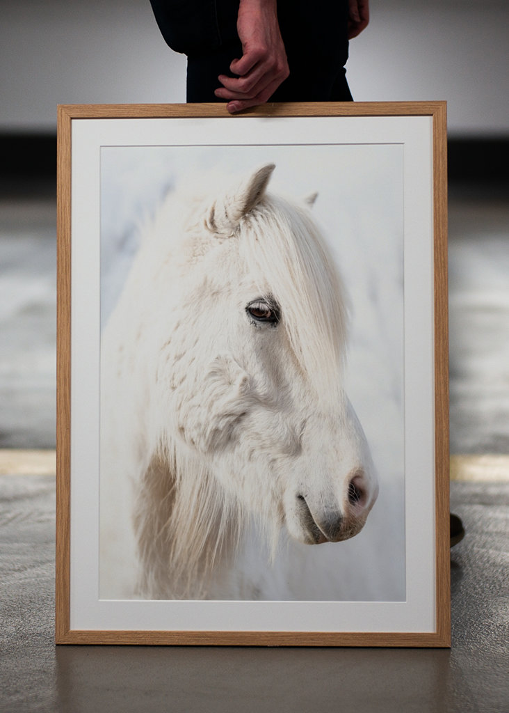 Porträt eines weißen Islandpferdes