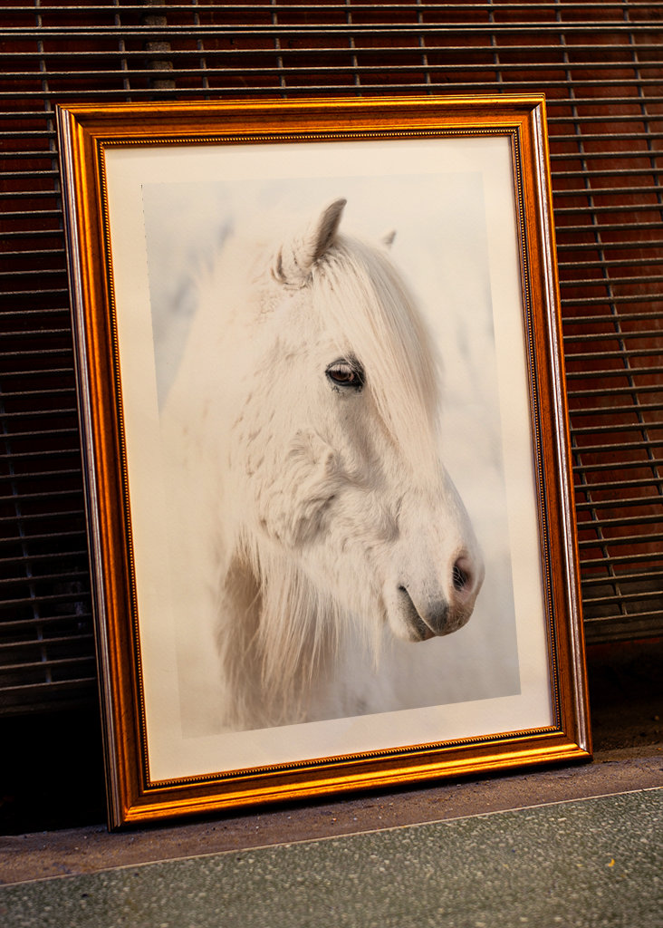 Porträt eines weißen Islandpferdes