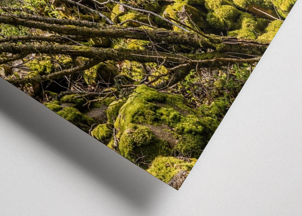 Westweg im Schwarzwald