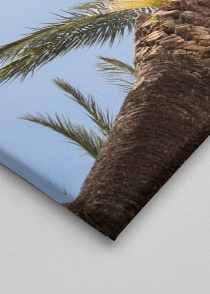 The Colorful Palm Tree