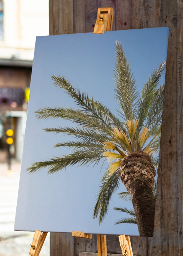 The Colorful Palm Tree