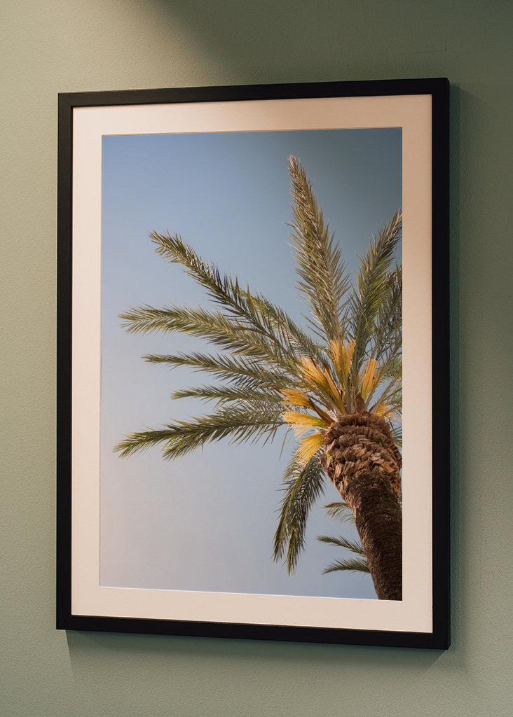 The Colorful Palm Tree