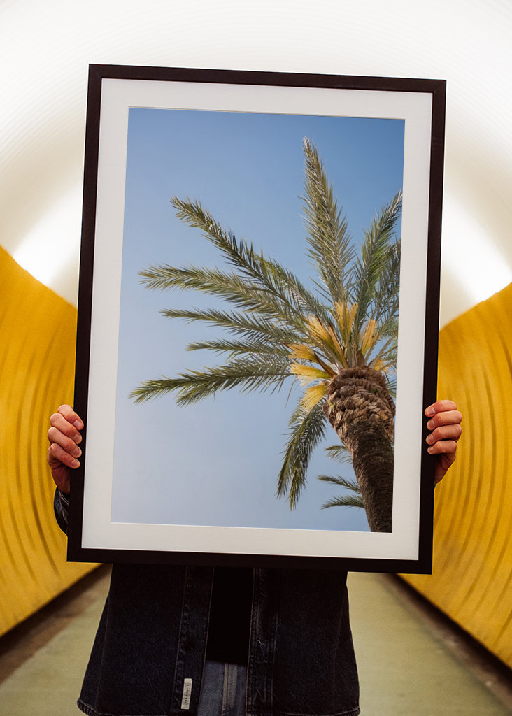 The Colorful Palm Tree