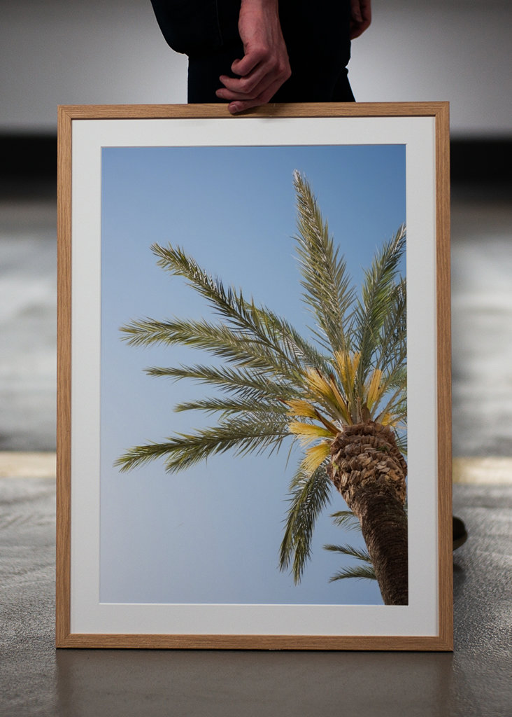 The Colorful Palm Tree