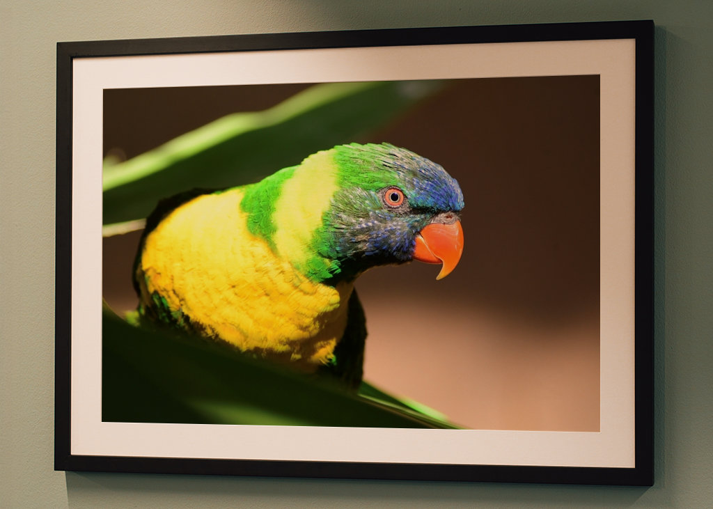 Rainbow lorikeet 