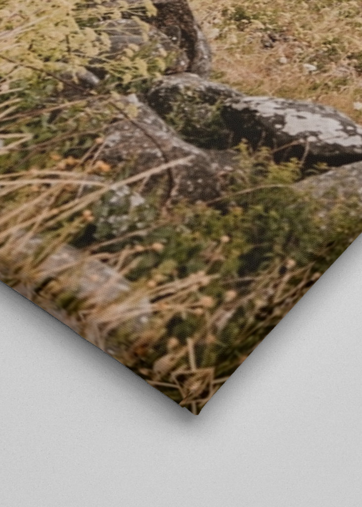 Piccola casa nel paesaggio di Öland