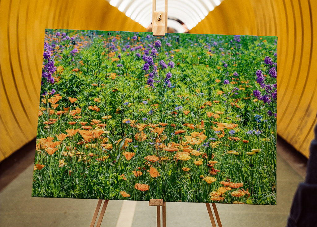 Blumenwiese mit Goldmohn