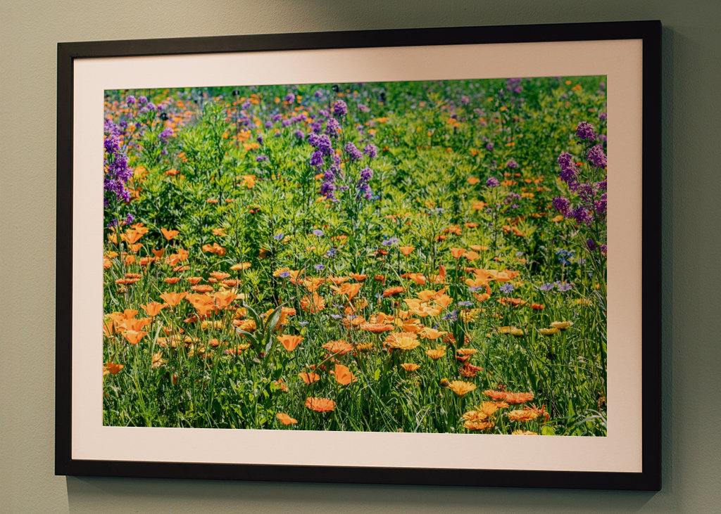 Blumenwiese mit Goldmohn