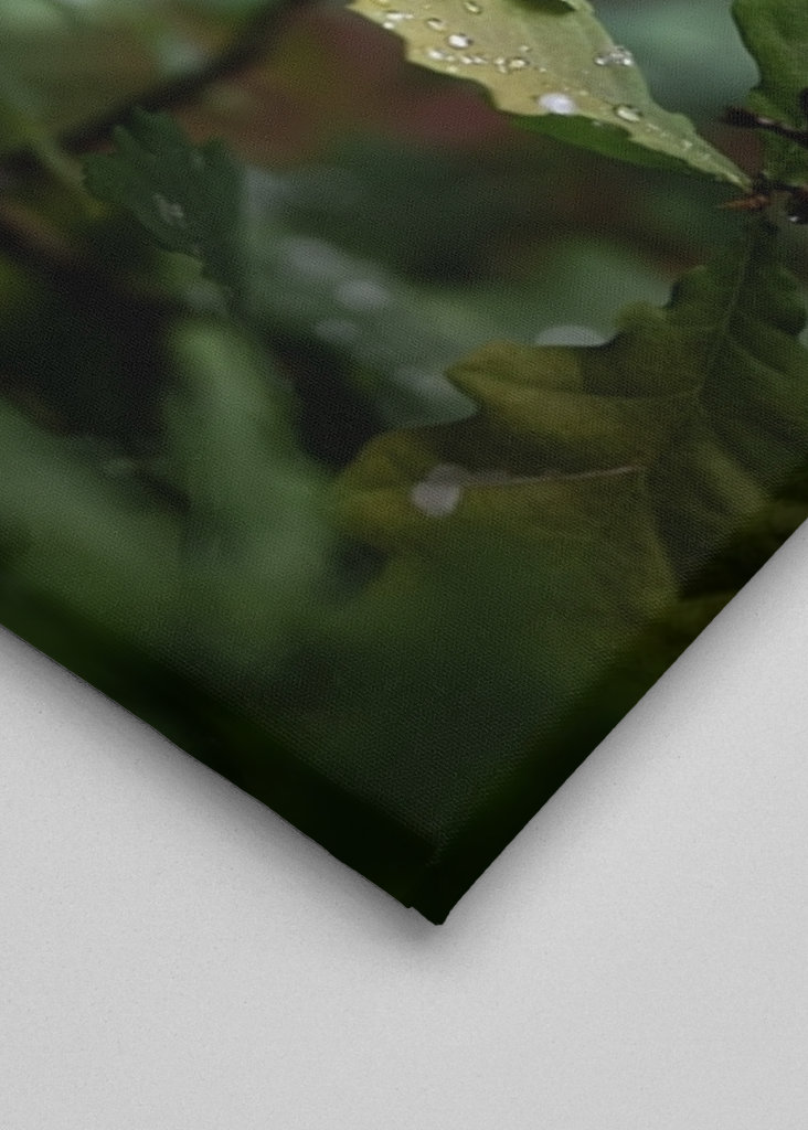 Oak leaves after rain