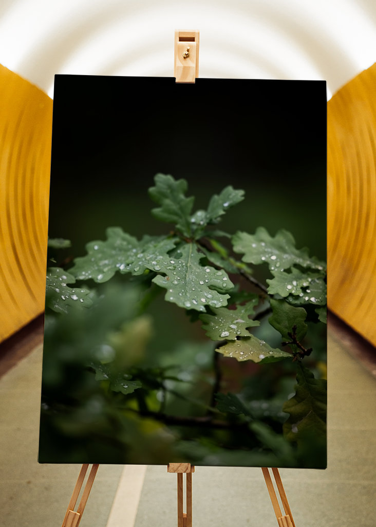 Oak leaves after rain