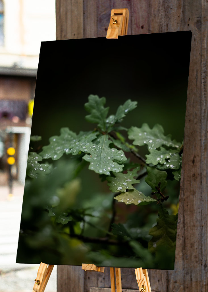 Oak leaves after rain