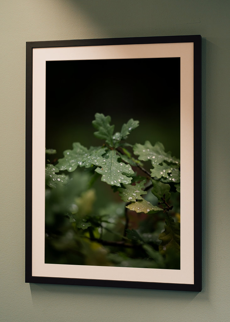 Oak leaves after rain